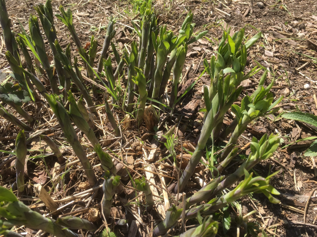 Ein Nahaufnahme von Spargelpflanzen, die im Boden wachsen, mit grünen Blättern und Stielen.