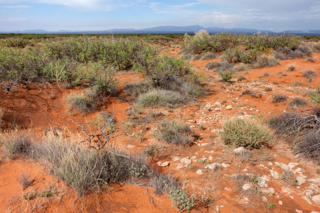 Wüstenlandschaft mit rotem Sand, spärlicher Vegetation, verstreuten Steinen, fernen Hügeln und einem bewölkten Himmel.