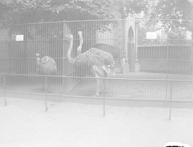 Zwei Strauße in einem eingezäunten Zoo-Gebiet mit einem Zaun und Bäumen im Hintergrund, aufgenommen in Schwarz-Weiß.
