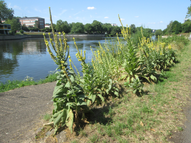 Ein Flussufer mit einer Reihe gelber Blumen, umgeben von saftigem Grün und Bäumen, mit Gebäuden und einem klaren blauen Himmel im Hintergrund.
