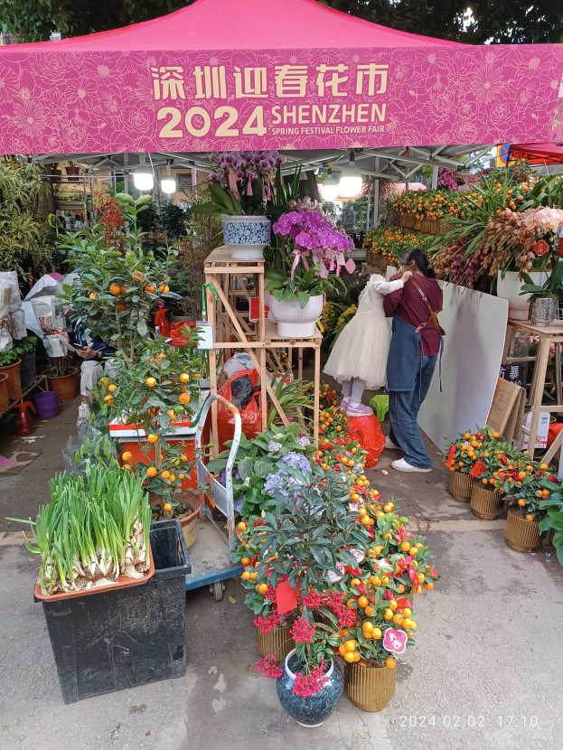 Eine Gruppe von Menschen unter einem pinken Zelt auf dem Frühlingfest der Blumen in Shenzhen, umgeben von topfüllenfarbigen Blumen und beleuchtet von Lichtern, mit Bäumen im Hintergrund.