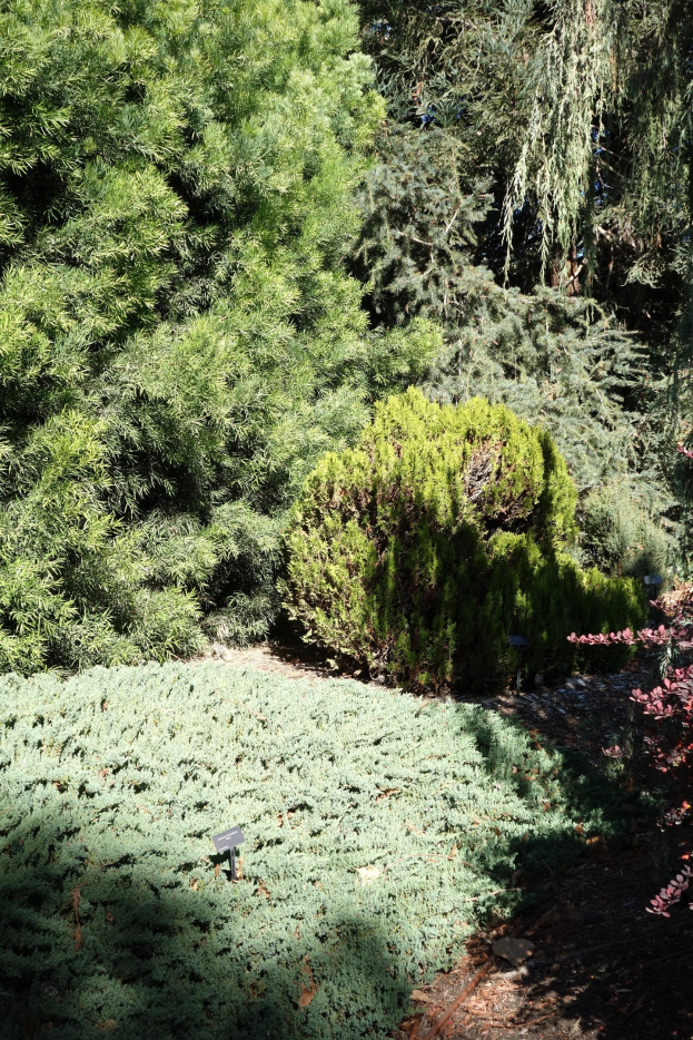 Ein Garten mit dichtem Grün und Bäumen, der Boden ist unten zu sehen.