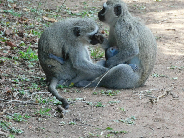 Zwei Grüne Meerkatzen sitzen auf dem Boden im Kruger-Nationalpark, eine hält ein Baby, umgeben von grünem Gras und Zweigen.