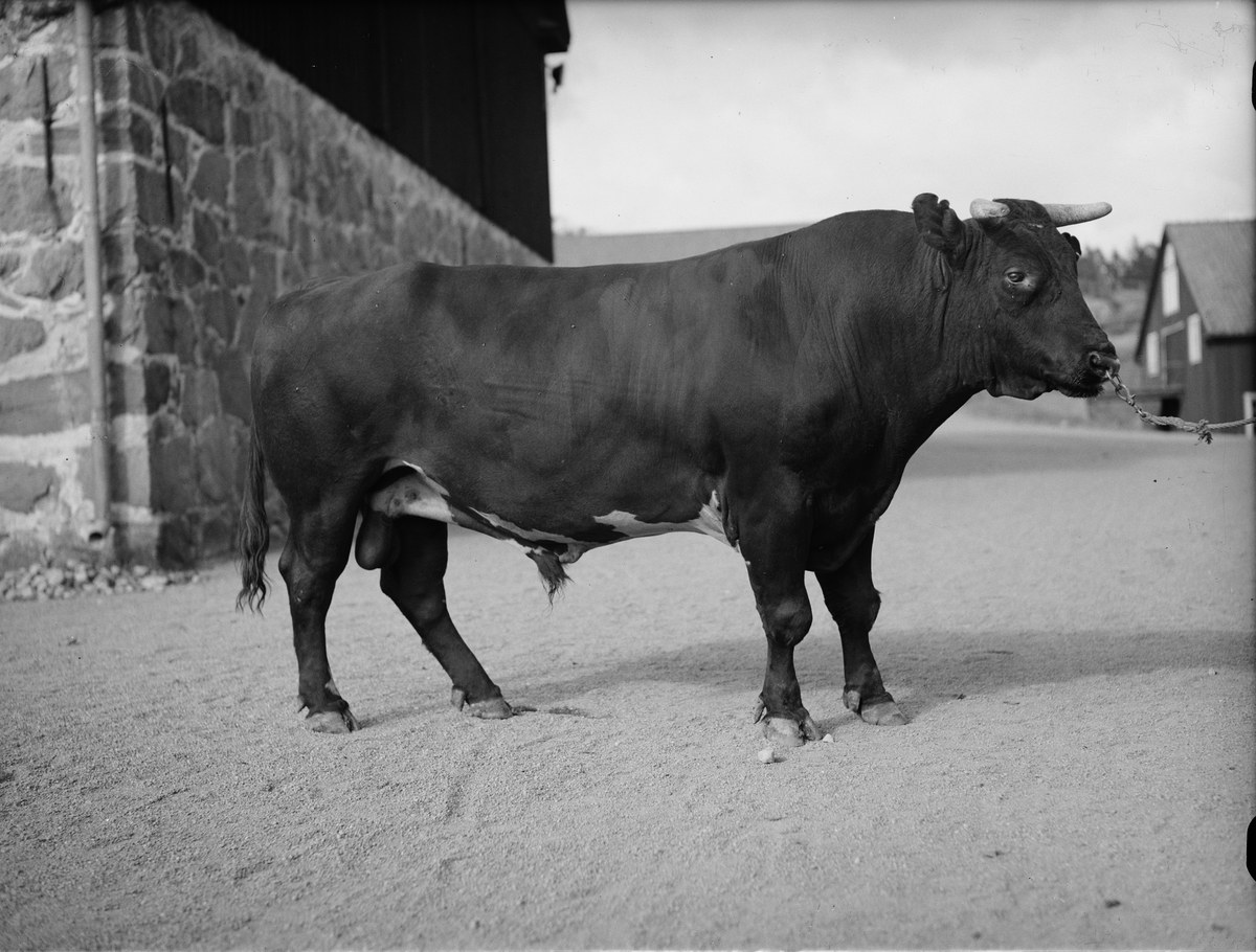 Schwarz-weiß-Foto eines Bullen, der vor einer Scheune steht, mit einer Wand auf der linken Seite und Häusern und Bäumen im Hintergrund.