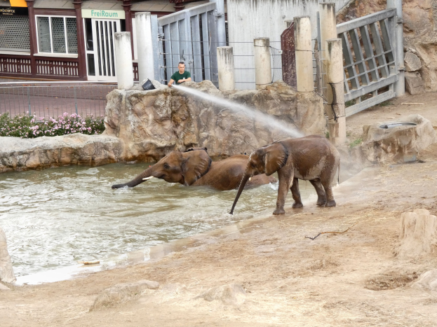 Zwei Elefanten planschen im Wasser eines Zoos, während in der Nähe eine Person Wasser auf sie sprüht, umgeben von Felsen, Pflanzen, einem Zaun, einem Gebäude mit Fenstern, einem Schild und einem Dach mit Deckenleuchten.