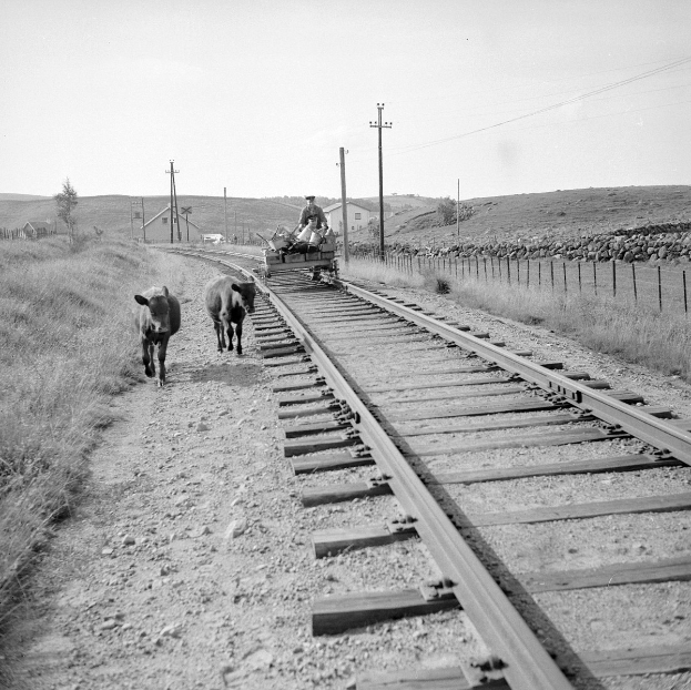 Schwarz-weiß-Foto von zwei Kühen, die auf den Eisenbahnschienen laufen, mit einer Person auf einem Fahrzeug im Vordergrund, Gras und einem Zaun auf beiden Seiten der Schienen und Häusern, Bäumen, Polen und Himmel im Hintergrund.